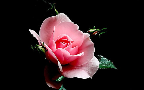 różowa róża, róża, kwiat, pączek, płatki, światło, czarne tło, Tapety HD HD wallpaper