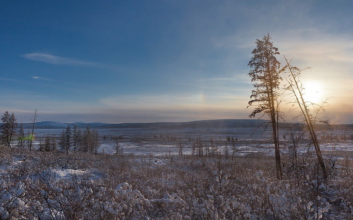 ต้นไม้สีน้ำตาล, ดวงอาทิตย์, หิมะ, ต้นไม้, ทิศเหนือ, ขั้วแห่งความหนาวเย็น, Oymyakon, วอลล์เปเปอร์ HD