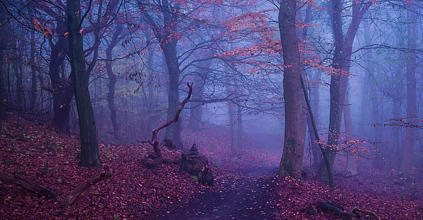 braune Laubbäume, Natur, Landschaft, Wald, Pfad, Herbst, Blätter, Morgen, Bäume, Baumstumpf, Protokoll, HD-Hintergrundbild HD wallpaper