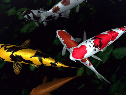 Herde von Koi-Fischen, Fische, Fische, Koi, HD-Hintergrundbild HD wallpaper