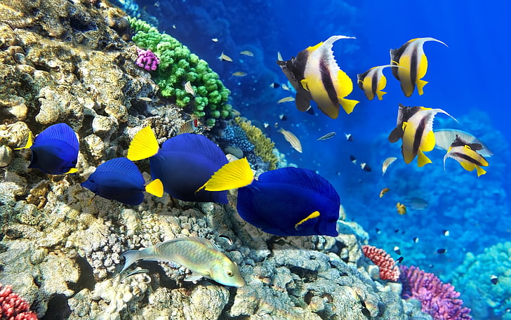four yellow-finned blue tang fishes, fish, algae, corals, underwater, HD wallpaper