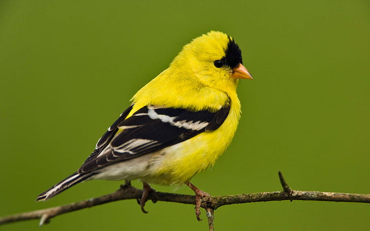 Birds, American Goldfinch, Animal, Bird, Branch, HD wallpaper