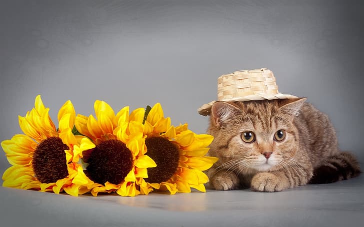cat, sunflowers, hat, HD wallpaper