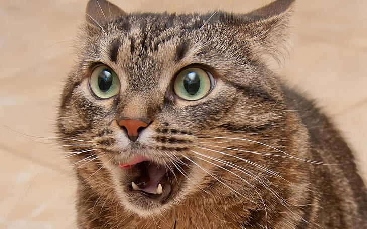 Close-up ekspresi terkejut kucing, Kucing, Terkejut, Ekspresi, Wallpaper HD
