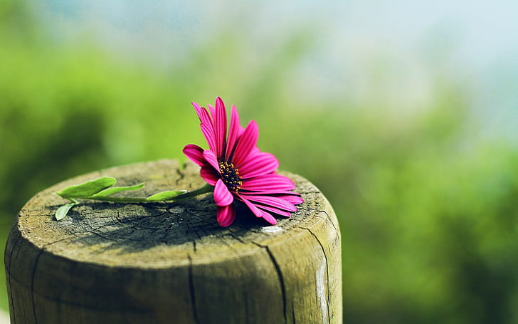 alam, bunga, makro, bunga merah muda, tunggul pohon, Wallpaper HD