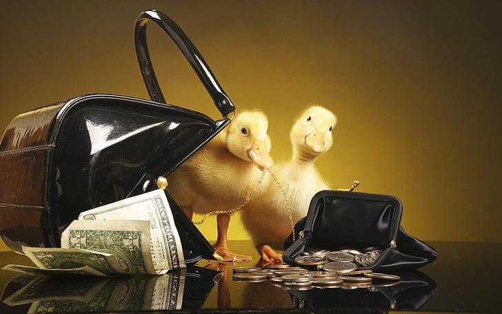 Ducklings with purse and money, HD wallpaper