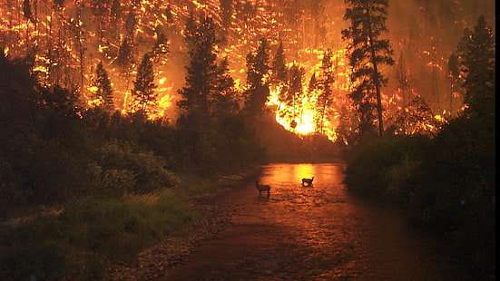 bosque, ciervos, fuego, incendio, naturaleza, Wallpaper HD HD wallpaper