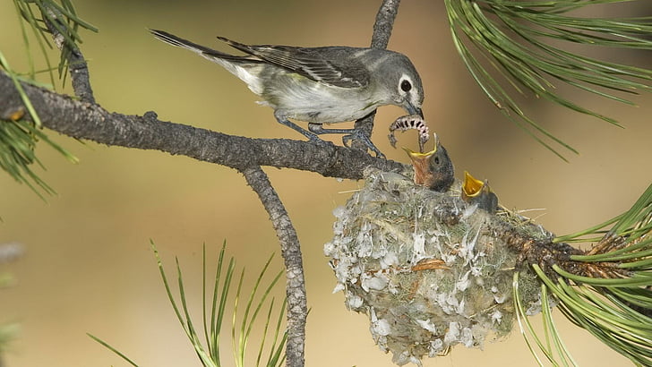 bird, birds, baby bird, baby birds, feeding, feed, nest, animals, HD wallpaper