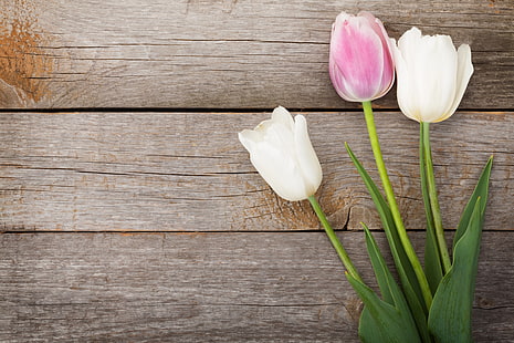 duas tulipas brancas e uma rosa, flores, primavera, pétalas, tulipas, HD papel de parede HD wallpaper