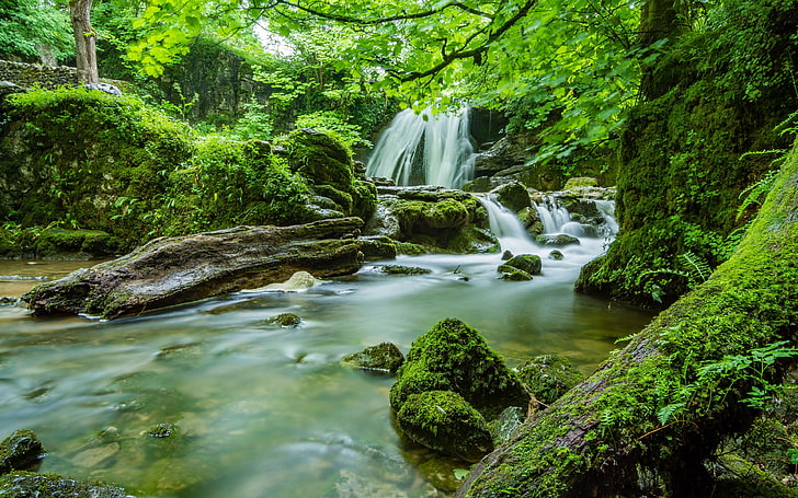Green jungle river moss plant 4K HD Photo, water stream, HD wallpaper