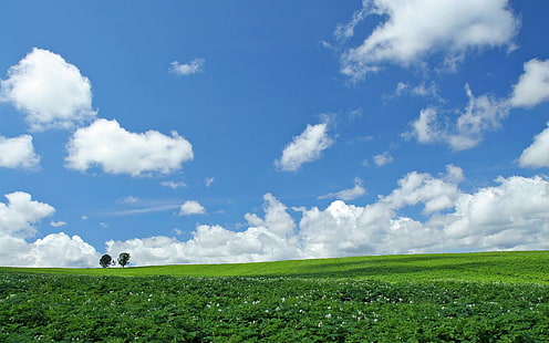 Хоккайдо Lscape 14 - Hq, поле зеленой травы, пейзаж, Хоккайдо, 3d и аннотация, HD обои HD wallpaper