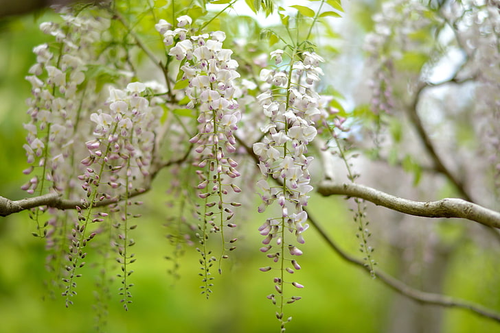 white flowers, nature, tree, inflorescence, Wisteria, HD wallpaper