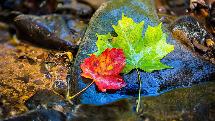 liść, jesienne liście, 8k Uhd, fotografia, liście klonu, jesień, liście, kamień, fotografia, liść klonu, Tapety HD