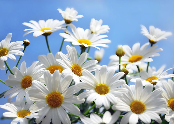 white-and-yellow daisy flowers, daisies, flowers, sky, flower, close-up, HD wallpaper