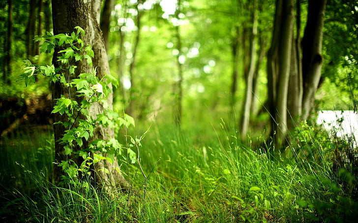 Green Forest, landscape, forest, cool, nature, amazing, beautiful, green, 3d and abstract, HD wallpaper