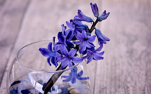 Flor Azul Vintage Fragante Jacinto-Primavera Natur .., Fondo de pantalla HD HD wallpaper