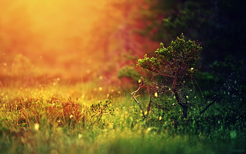 albero verde, sfondo del campo di erba, paesaggio, profondità di campo, erba, sfocato, natura, colorato, sfondo semplice, oro, luci, alberi, piante, luce del sole, Sfondo HD HD wallpaper