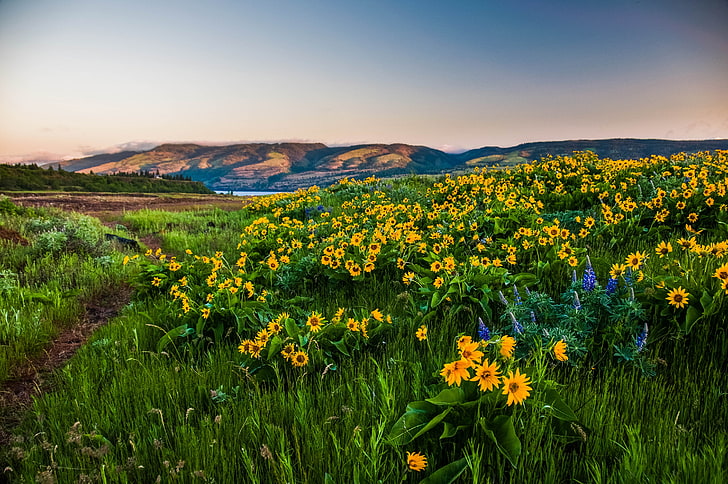 Oregon, krajobraz, Columbia, kwiaty, Gorge, wzgórza, Tapety HD
