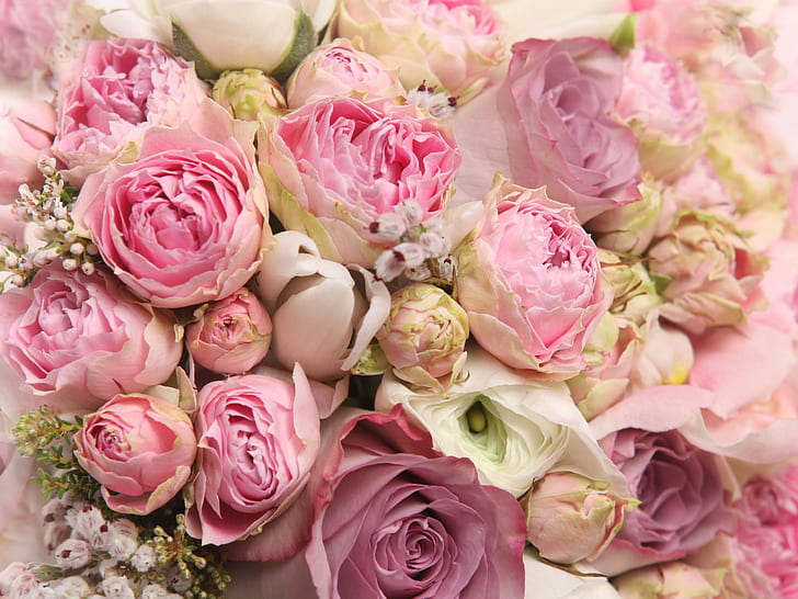 Pink flowers, beautiful rose, romance, Pink, Flowers, Beautiful, Rose, Romance, HD wallpaper