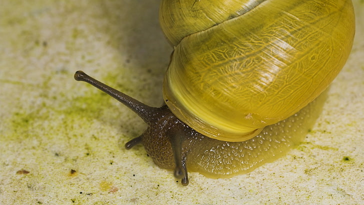 yellow and brown snail, snail, shell, antennae, eyes, HD wallpaper