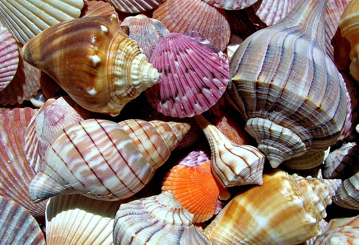 assorted-color seashell lot, macro, nature, colored, shell, sea world, HD wallpaper
