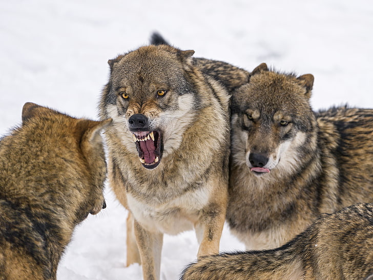 pack of brown wolves, snow, wolf, mouth, fangs, grin, trio, ©Tambako The Jaguar, HD wallpaper