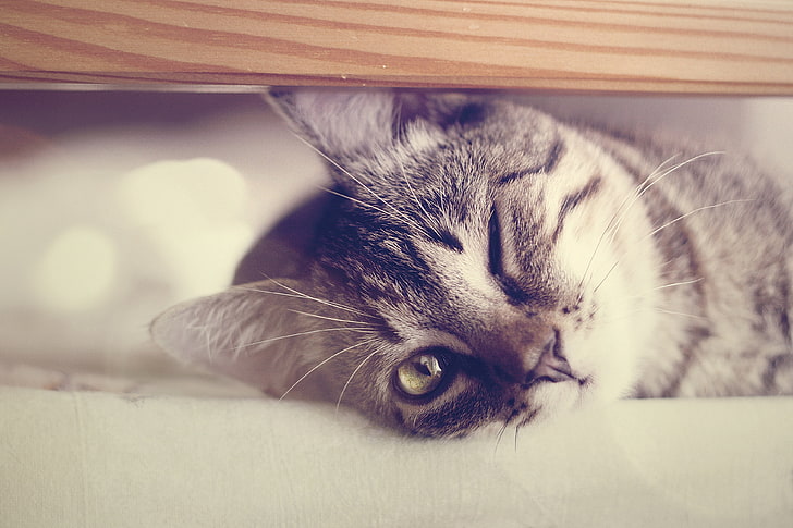 серебристый полосатый кот, кошак, смотрит, котэ, глаз, один, HD обои