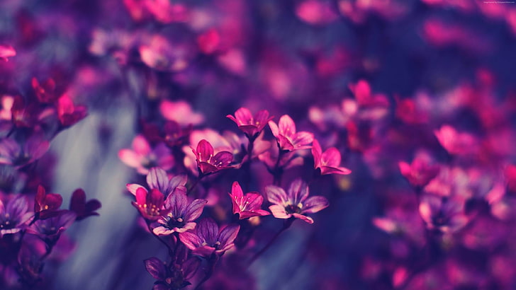 fleurs, fleurs violettes, violet, nature, floue, photographie, gros plan, macro photographie, Fond d'écran HD
