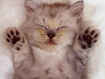 Niedliches Kätzchen, beige persisches Kätzchen, Tiere, Katze, niedliche Tiertapeten, Katzentapeten, HD-Hintergrundbild HD wallpaper