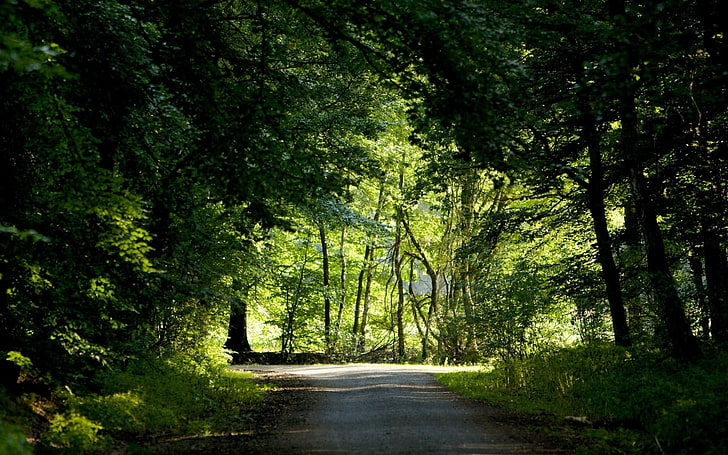 الأشجار الخضراء ، الأشجار ، الخشب ، الخضر ، الصيف ، مفترق الطرق ، الطريق، خلفية HD