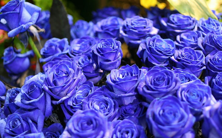 Rose Flower HD, фиолетовые розы, природа, цветок, роза, HD обои