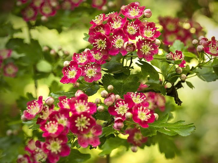 Floração de espinheiro, flores vermelhas, primavera, flor de pétalas de rosa, Hawthorn, Floração, Vermelho, Flores, Primavera, HD papel de parede