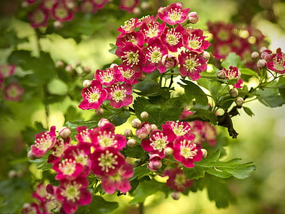 Blühender Weißdorn, rote Blumen, Frühling, rosa Blütenblattblume, Weißdorn, Blühen, Rot, Blumen, Frühling, HD-Hintergrundbild HD wallpaper