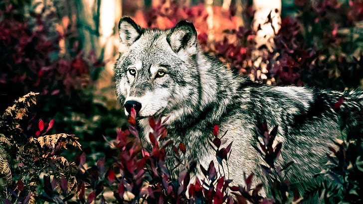 Wolf HD สัตว์หมาป่า, วอลล์เปเปอร์ HD