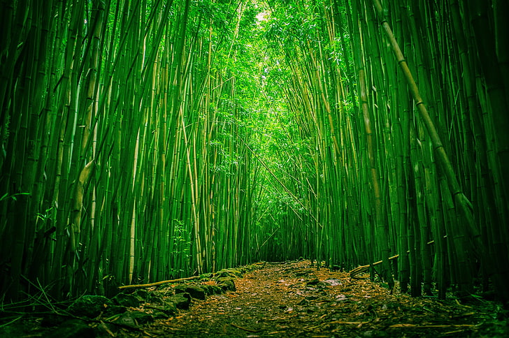 green bamboo, forest, path, Nature, HD wallpaper