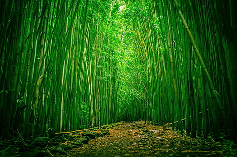 зеленый бамбук, лес, тропинка, природа, HD обои HD wallpaper