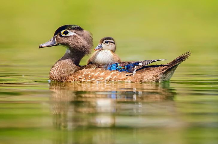 brown ducking and duck, water, duck, little, swimming, HD wallpaper