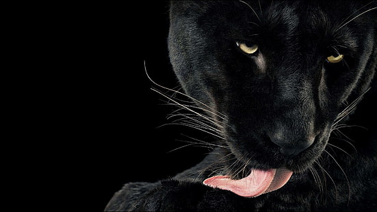 เสือดำสัตว์แมวเลียพื้นหลังสีดำ, วอลล์เปเปอร์ HD HD wallpaper