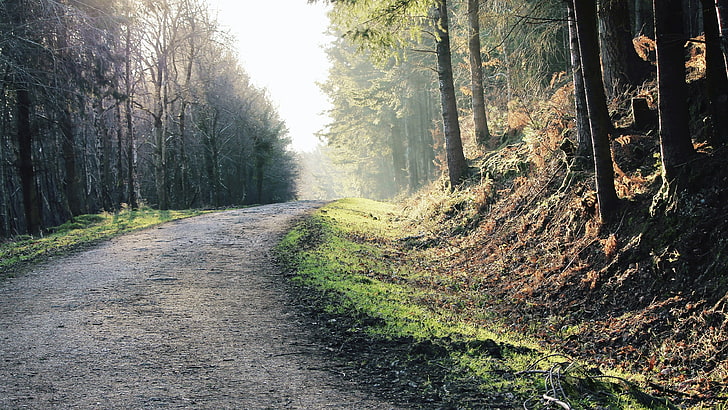Wald, Baum, Wald, Schotterweg, Straße, Spur, HD-Hintergrundbild