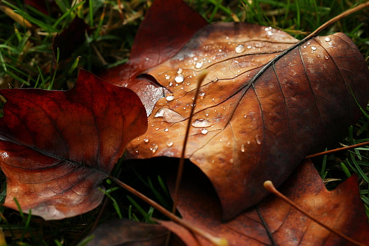 autumn, bokeh, dew, drops, leaf, leave, macro, nature, water, HD wallpaper