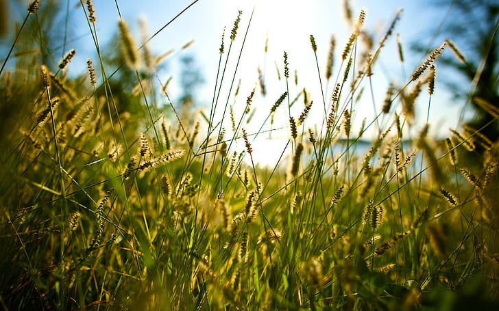 alam, rumput, bintik-bintik, Wallpaper HD
