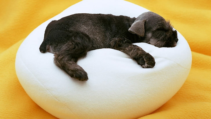 short-coated black puppy, dog, puppies, animals, HD wallpaper