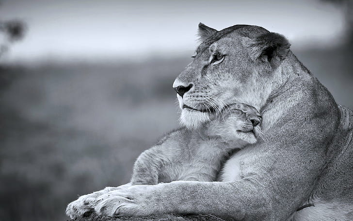 動物、猫、カブ、生活、雌ライオン、母、捕食者、息子、優しさ、野生、 HDデスクトップの壁紙