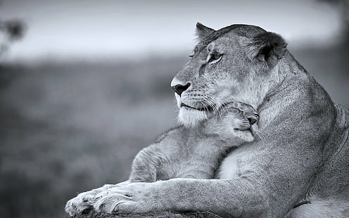 動物、猫、カブ、生活、雌ライオン、母、捕食者、息子、優しさ、野生、 HDデスクトップの壁紙 HD wallpaper