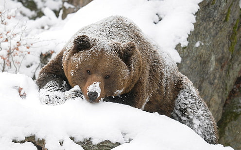 HD Beruang Grizzly Bear Snow, beruang grizzly coklat, hewan, salju, beruang, grizzly, Wallpaper HD HD wallpaper