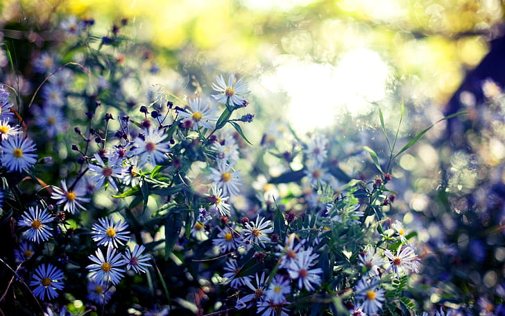 Диви цветя, лято, слънце, отблясъци, размазване, бели маргаритки, диви цветя, лято, слънце, отблясъци, размазване, HD тапет