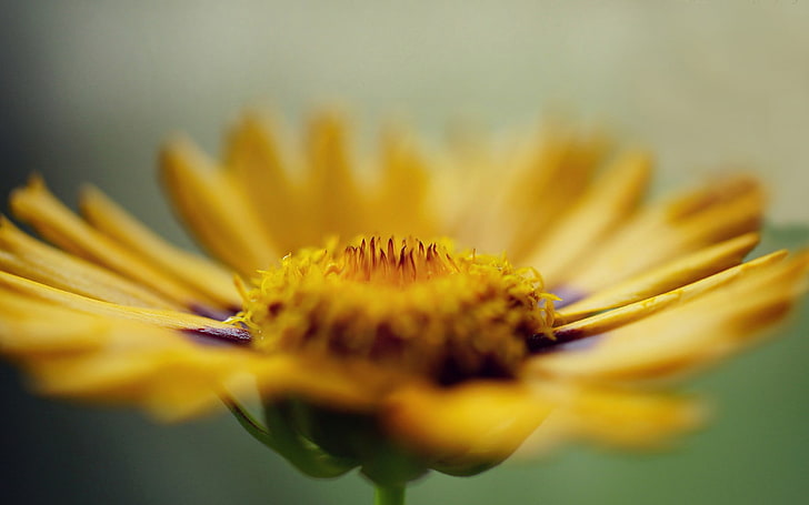 fleur pétale jaune, fleurs, macro, fleurs jaunes, profondeur de champ, Fond d'écran HD