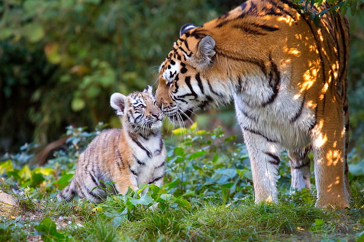 animals, nature, predators, cub, tigers, tigress, tiger, HD wallpaper