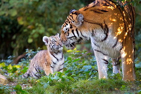 животные, природа, хищники, детёныш, тигры, тигрица, тигр, HD обои HD wallpaper
