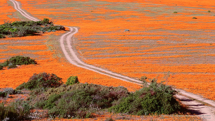 Дорога через полевые цветы, Намакваленд, Южная Африка, Весна / Лето, HD обои